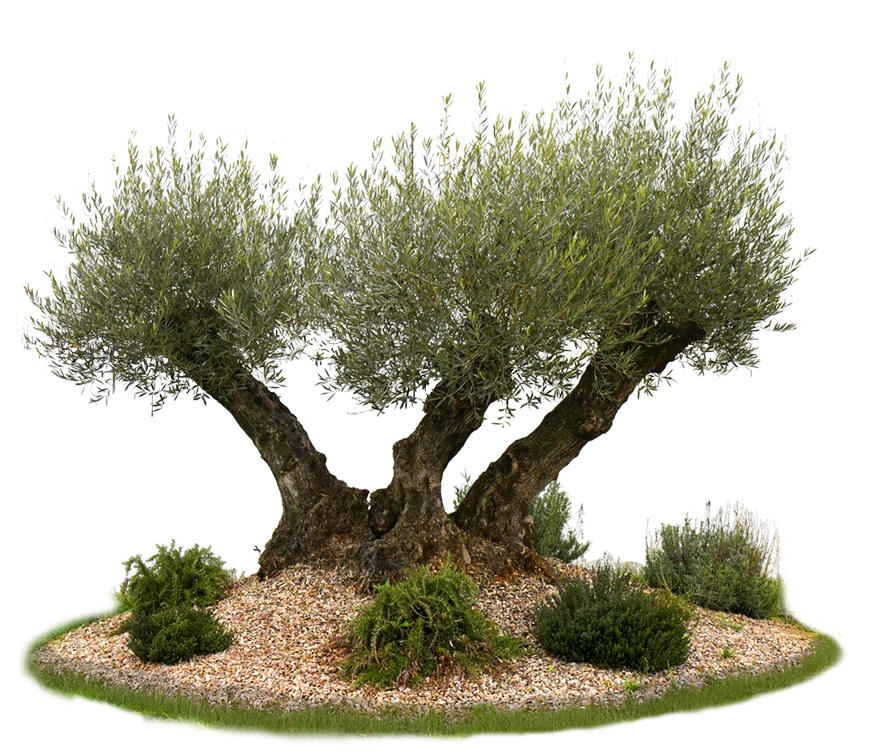 Arbre Olivier devant l'Agence OMEGA